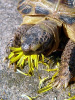 /album/tortellini/torti-16-jpg/